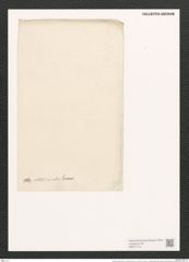 Nitzschia tryblionella var. obtusiuscula Grun. (de-Toni-Nr.: Genus 47, Species 2005) Zeichnungen Sammlung Grunow (NHMW-BOT-W0371715)